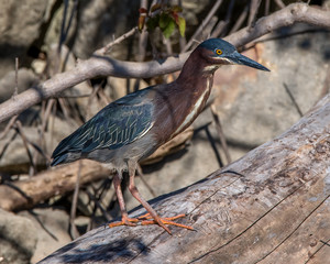 Green Heron, lake Waco, Texas