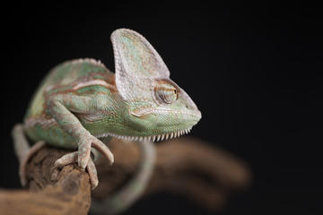 Animal, Chameleon lizard