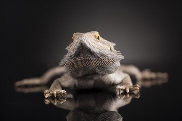 Pet, lizard Bearded Dragon on black background