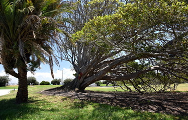 Fototapeta premium Aboriginal flag sign on the tree. Catani Gardens in St Kilda, Melbourne, Australia.