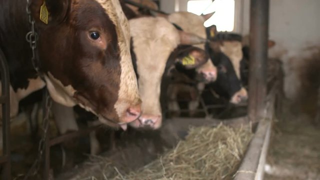 Modern farm barn with milking cows eating hay