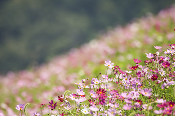 Obraz premium Beautiful cosmos