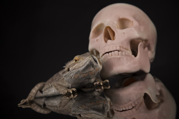 Skull, Agama bearded, lizard background