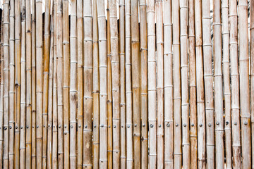 Background bamboo fence.