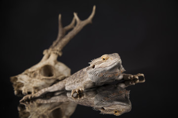 Lizard, Agama, Antlers, dragon and skull
