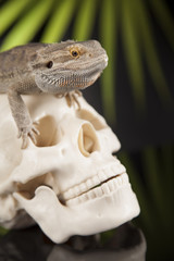 Skull, Agama bearded, lizard background