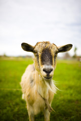 Adult red-haired goat grazing in a meadow.
