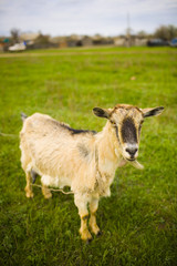 Obraz premium Adult red-haired goat grazing in a meadow.