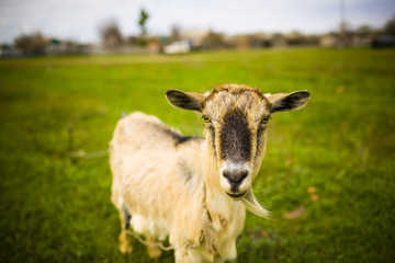 Obraz premium Adult red-haired goat grazing in a meadow.