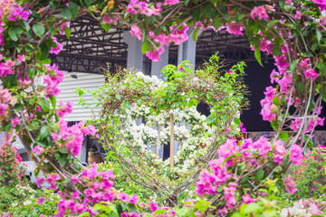 Bougainvillea tree during Valentine's day