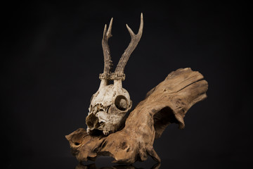 Deer skull, black mirror background