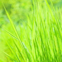 Fresh green grass background