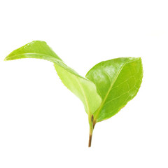 Obraz premium green tea leaves on a white background