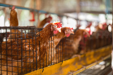 Eggs Chickens ,hens in cages industrial farm