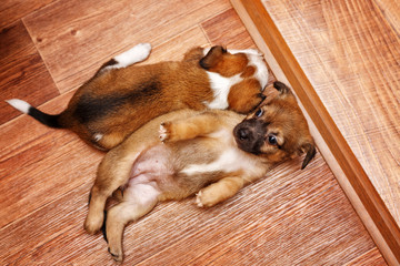 Two sweet puppy. Pets need our support and care. The owner search.