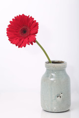 Red Gerber Daisy in a Vase