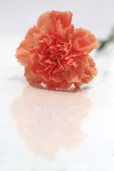 Single Peach Carnation on White Background
