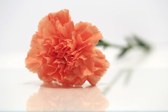 Peach Carnation