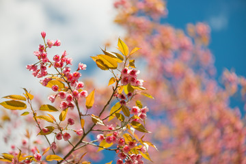 Wild Himalayan Cherry with blue sky and cloud background