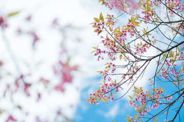 Wild Himalayan Cherry with blue sky and cloud background