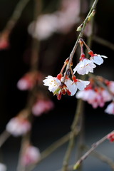 枝垂桜