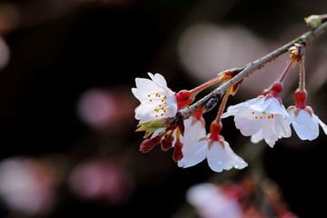 枝垂桜