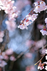 枝垂桜