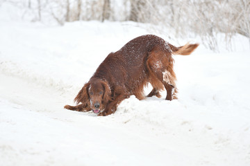 Dog breed Irish Red setter