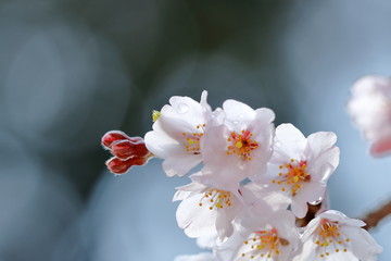 枝垂桜