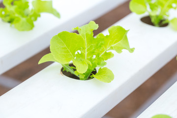 organic clean food. Green Oak Lettuce Hydroponics plant agriculture vegetable for healthy