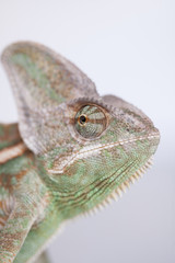 Green chameleon,lizard on white background