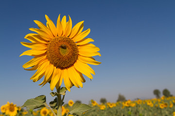 field of blooming sunflowers on big filed