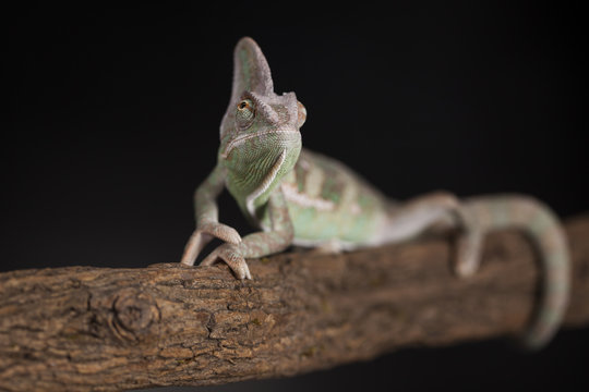 Chameleon lizard isolated on black background