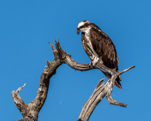 Osprey, lake Fayette County, Texas, Nov 2106