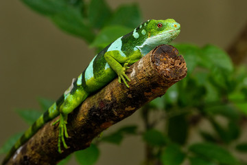 Male Fiji banded iguana (Brachylophus fasciatus) on Viti Levu Is