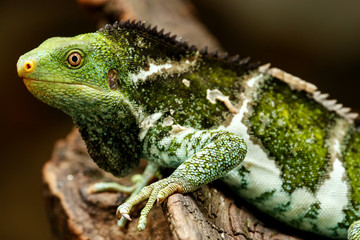 Fijian crested iguana (Brachylophus vitiensis) on Viti Levu Isla