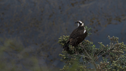 Osprey above the ocean