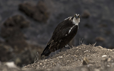 Fototapeta premium Osprey on the cliff