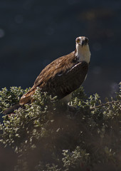 Osprey Looking
