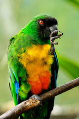 Sulphur-Breasted Musk-Parrot (Prosopeia personata)
