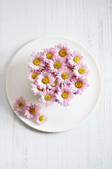Fototapeta na wymiar pink chrysanthemum flowers