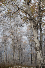 A forest of birch trees in the fall that have lost most of their golden leaves and are covered with frost on a foggy day. Photographed in Siberia.