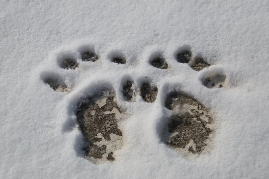 Human paw prints made in fresh white snow on a concrete pad with five fingertips and  the palm of each hand. 