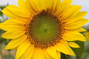 Obraz premium Beautiful sunflower blooming in field, detail and background