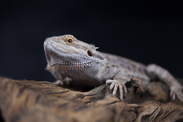 Agama bearded, pet on black background, reptile