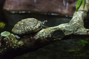 Fototapeta premium Turtle climbing branches