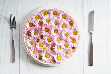 pink chrysanthemum flowers