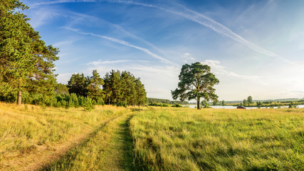 вечерний летний пейзаж с пышной сосной на берегу реки и грунтовой дорогой, Россия, Урал © 7ynp100