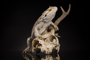 Skull, Lizard, Agama, Antlers, dragon and skull