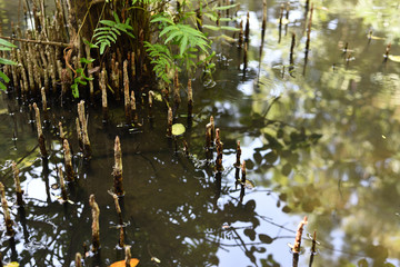 Obraz na płótnie Canvas Mangrove forest help reduce the effects of global warming